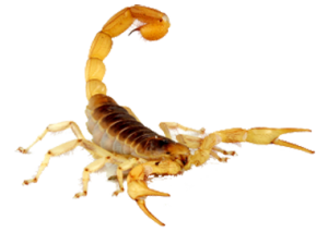 Scorpion PNG-12127